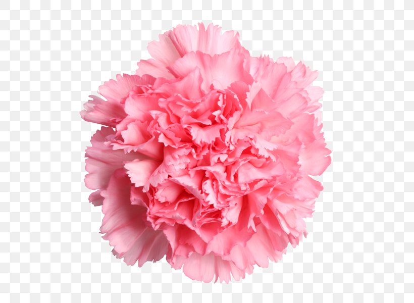 Carnation Cut Flowers Mother's Day Rose, PNG, 510x600px, Carnation, Birth Flower, Cut Flowers, Dianthus, Floral Design Download Free