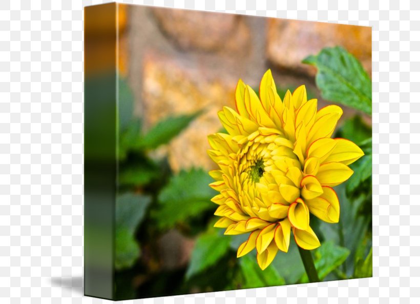 Chrysanthemum Dahlia Wildflower Petal, PNG, 650x593px, Chrysanthemum, Chrysanths, Dahlia, Daisy Family, Flower Download Free