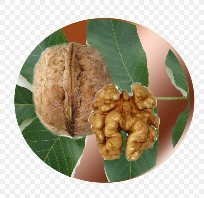 Walnut, PNG, 1777x1728px, Walnut, Food, Ingredient, Nut, Nuts Seeds Download Free