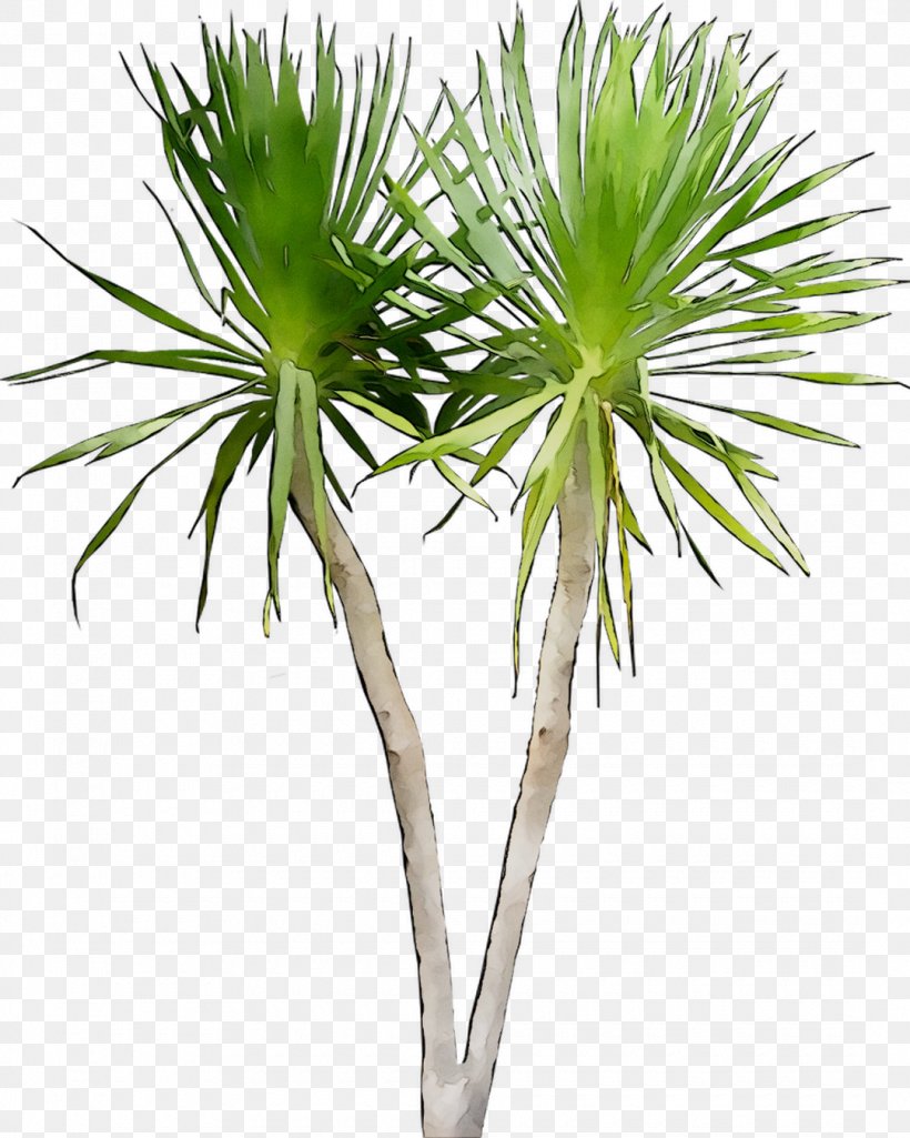 Asian Palmyra Palm Dragon Tree Image Plants, PNG, 1080x1351px, Asian Palmyra Palm, Archontophoenix, Archontophoenix Alexandrae, Arecales, Botany Download Free