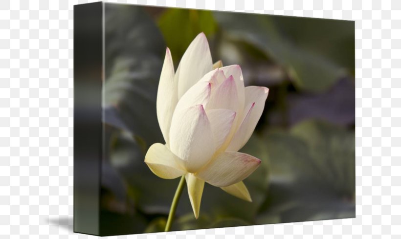 Desktop Wallpaper Computer MTN Group Lotus-m, PNG, 650x489px, Computer, Aquatic Plant, Flora, Flower, Flowering Plant Download Free