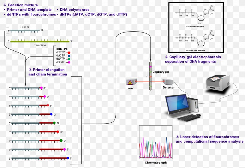 DNA Sequencing Sanger Sequencing Dideoxynucleotide Nucleic Acid Sequence, PNG, 1280x881px, Dna Sequencing, Area, Biochemist, Bioinformatics, Diagram Download Free