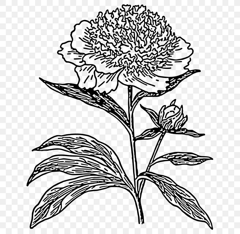 Drawing Line Art Peony Clip Art, PNG, 667x800px, Drawing, Art, Artwork, Black And White, Coloring Book Download Free