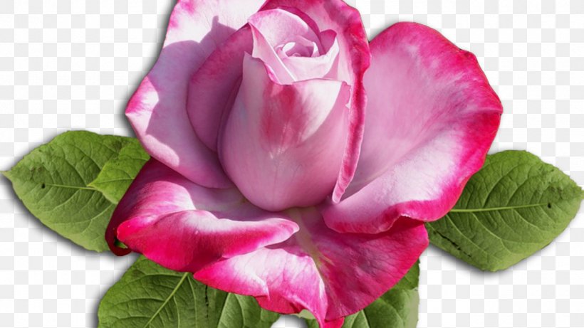 Garden Roses Cabbage Rose Floribunda .by Cut Flowers, PNG, 1280x721px, Watercolor, Cartoon, Flower, Frame, Heart Download Free