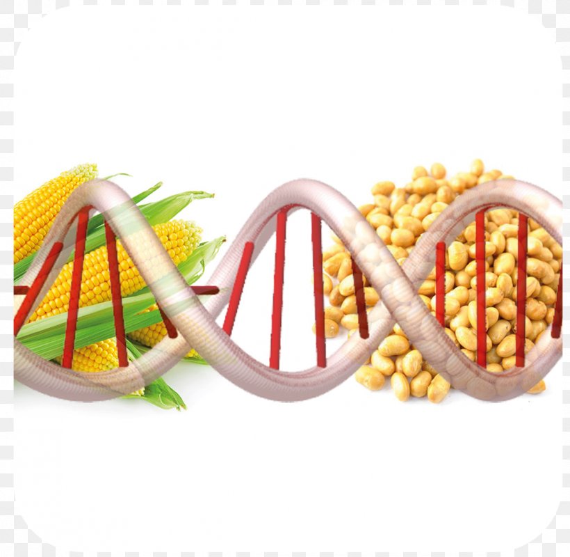 Genetically Modified Organism Genetically Modified Food Genetics Genetic Engineering, PNG, 1159x1131px, Genetically Modified Organism, Commodity, Crop, Environmental Issue, Food Download Free