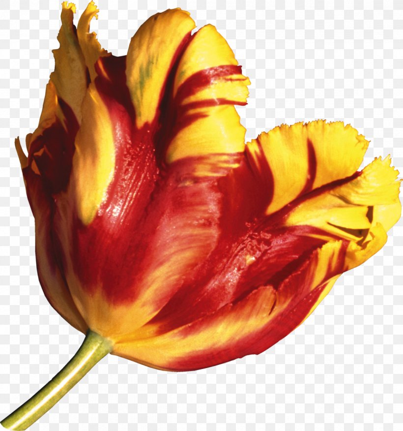 Tulip Flower Domain Name .net, PNG, 1197x1280px, Tulip, Bud, Close Up, Com, Domain Name Download Free