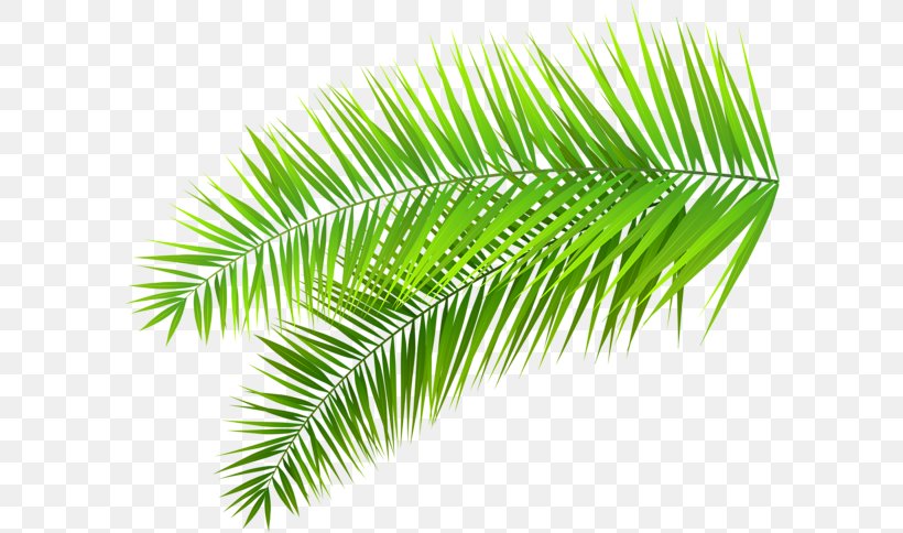 Clip Art Palm Trees Leaf Palm Branch, PNG, 596x484px, Palm Trees, Arecales, Botany, Branch, Conifer Download Free