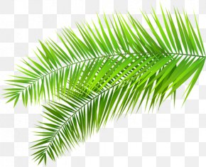 Palm Trees Leaf Clip Art Frond, PNG, 571x1080px, Palm Trees, Arecales ...