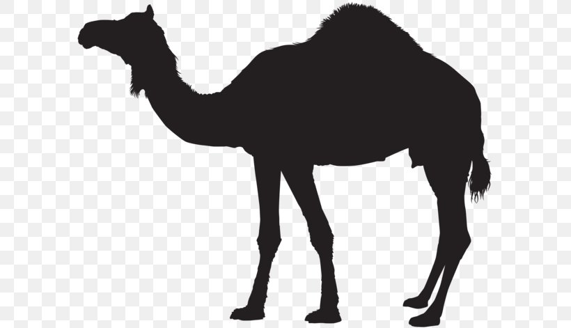 Dromedary Bactrian Camel Clip Art, PNG, 600x471px, Dromedary, Arabian Camel, Bactrian Camel, Black And White, Camel Download Free