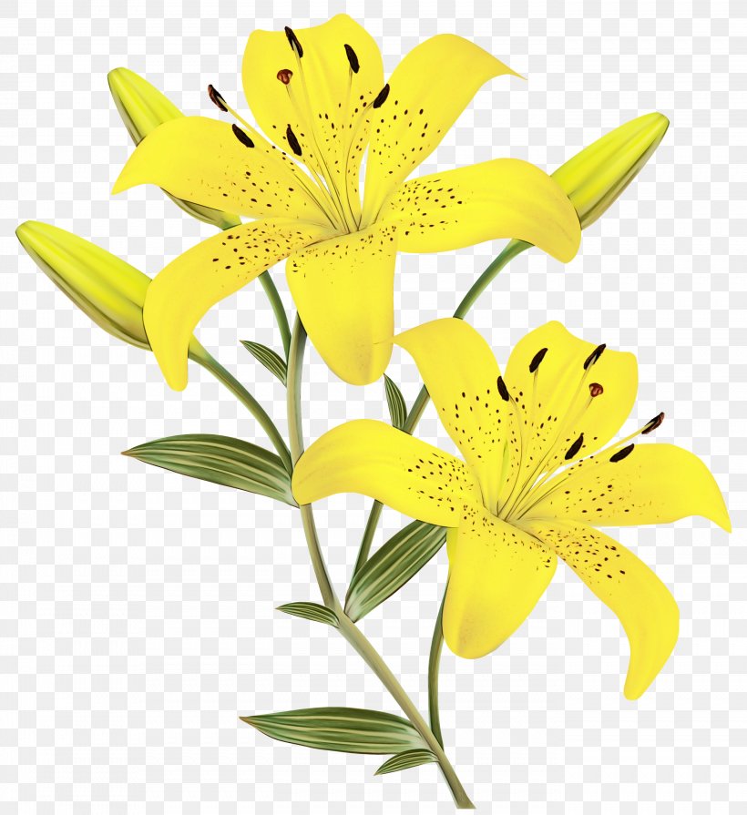 Easter Lily Clip Art Orange Lily Tiger Lily, PNG, 2747x3000px, Easter Lily, Borders And Frames, Cut Flowers, Flower, Flowering Plant Download Free