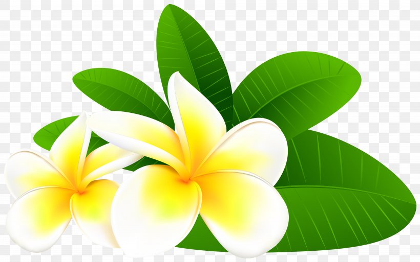Frangipani Flower Clip Art, PNG, 8000x5009px, Frangipani, Bing, Color, Display Resolution, Exotic Plumeria Download Free