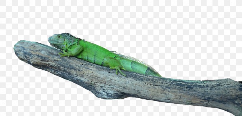 Common Iguanas Lizard Image Transparency, PNG, 1024x493px, Common Iguanas, Advertising, Building, Clothing, Food Download Free