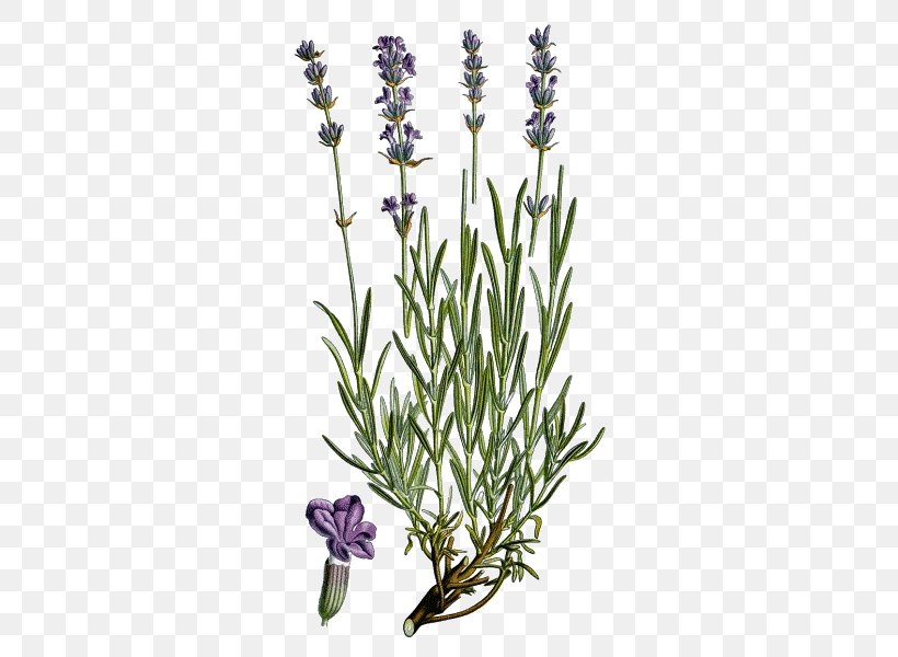 English Lavender French Lavender Plant Common Sage Officinalis, PNG, 600x600px, English Lavender, Aromatherapy, Common Sage, Cut Flowers, Essential Oil Download Free