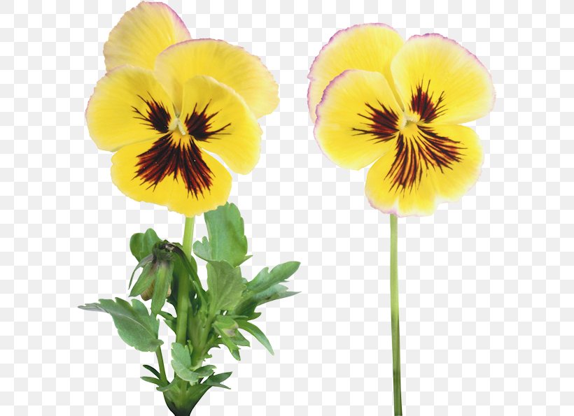 Flower Pansy Clip Art, PNG, 600x595px, Flower, Digital Image, Flowering Plant, Image Processing, Information Download Free