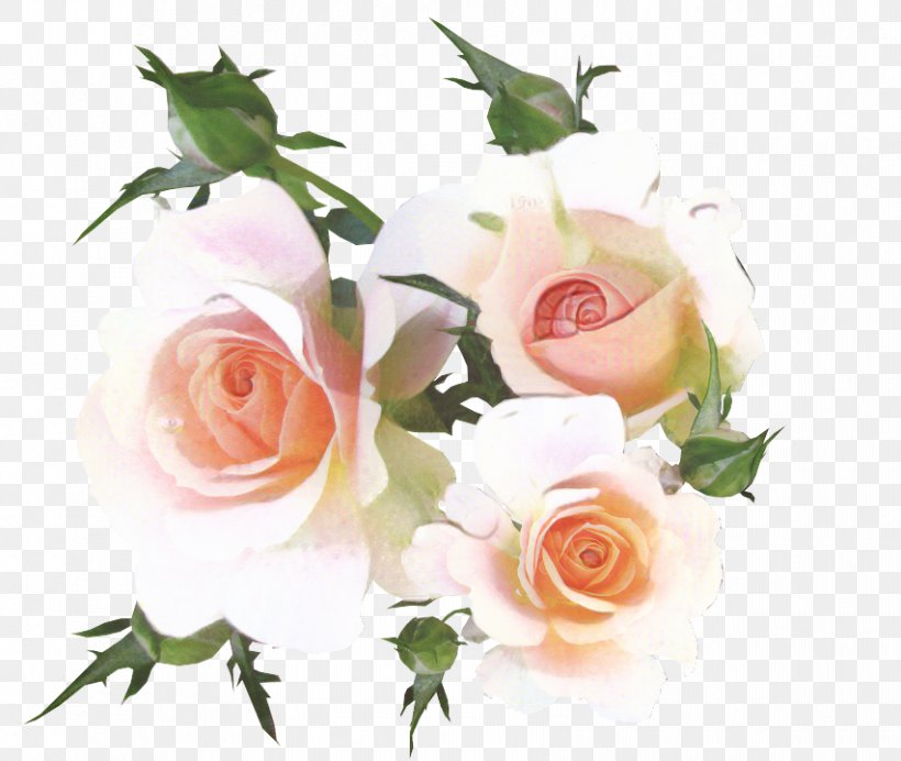 Garden Roses Cabbage Rose Cut Flowers Floral Design, PNG, 853x720px, Garden Roses, Artificial Flower, Botany, Bud, Cabbage Rose Download Free