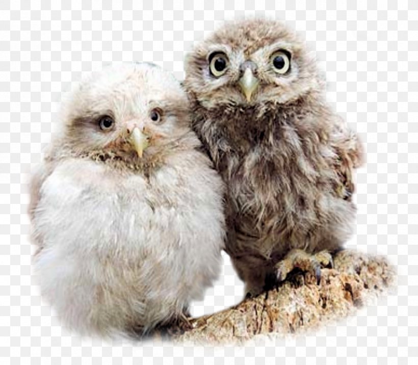 Baby Owls Bird Barn Owl Little Owl, PNG, 1186x1036px, Owl, Aegolius, Animal, Baby Owls, Barn Owl Download Free