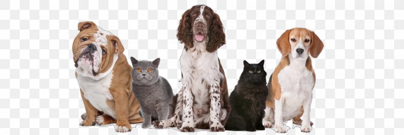 Dog Pet Sitting Cat Veterinarian, PNG, 1920x643px, Dog, Animal Figure, Cat, Cat Health, Dog Breed Download Free