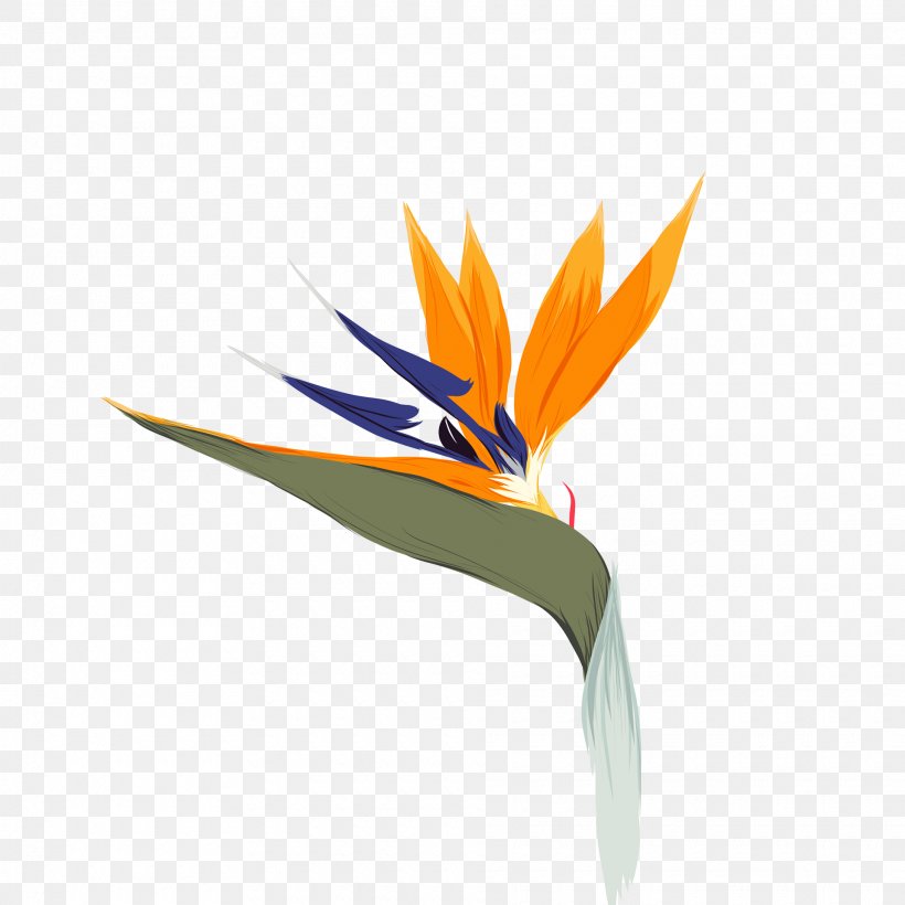 Drawing Illustration Graphics Design Bird Of Paradise Flower, PNG, 1920x1920px, Drawing, Behance, Bird, Bird Of Paradise, Bird Of Paradise Flower Download Free