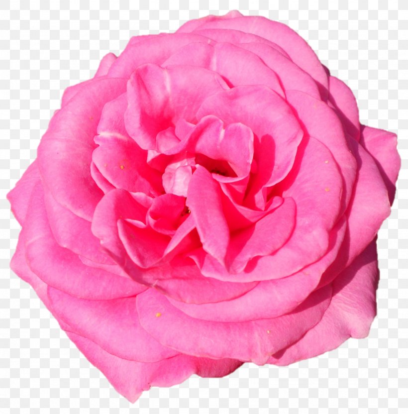 Garden Roses Cabbage Rose Floribunda Cut Flowers Peony, PNG, 1023x1039px, Garden Roses, Artificial Flower, Cabbage Rose, Camellia, China Rose Download Free