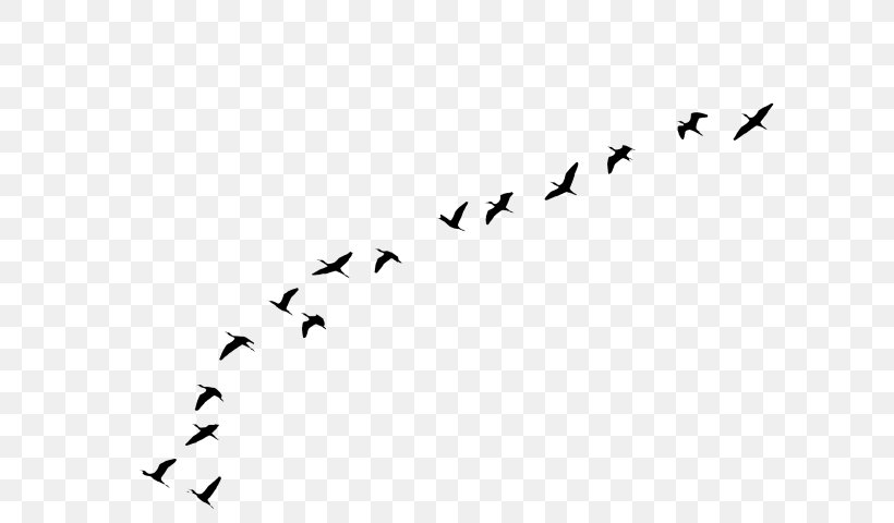 Bird Line Drawing, PNG, 640x480px, Bird, Animal Migration, Barn Swallow, Beak, Bird Flight Download Free