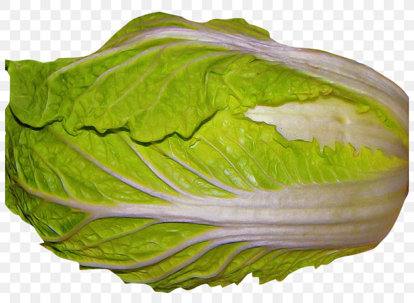 Cabbage Vegetable Iceburg Lettuce Leaf Vegetable Leaf, PNG, 800x600px, Cabbage, Food, Iceburg Lettuce, Leaf, Leaf Vegetable Download Free