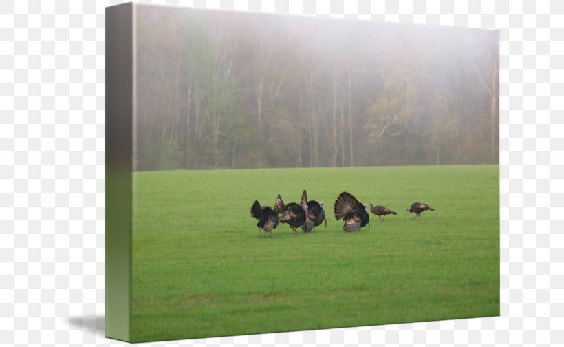 Duck Goose Ecosystem Fauna Pasture, PNG, 650x504px, Duck, Bird, Ducks Geese And Swans, Ecosystem, Fauna Download Free
