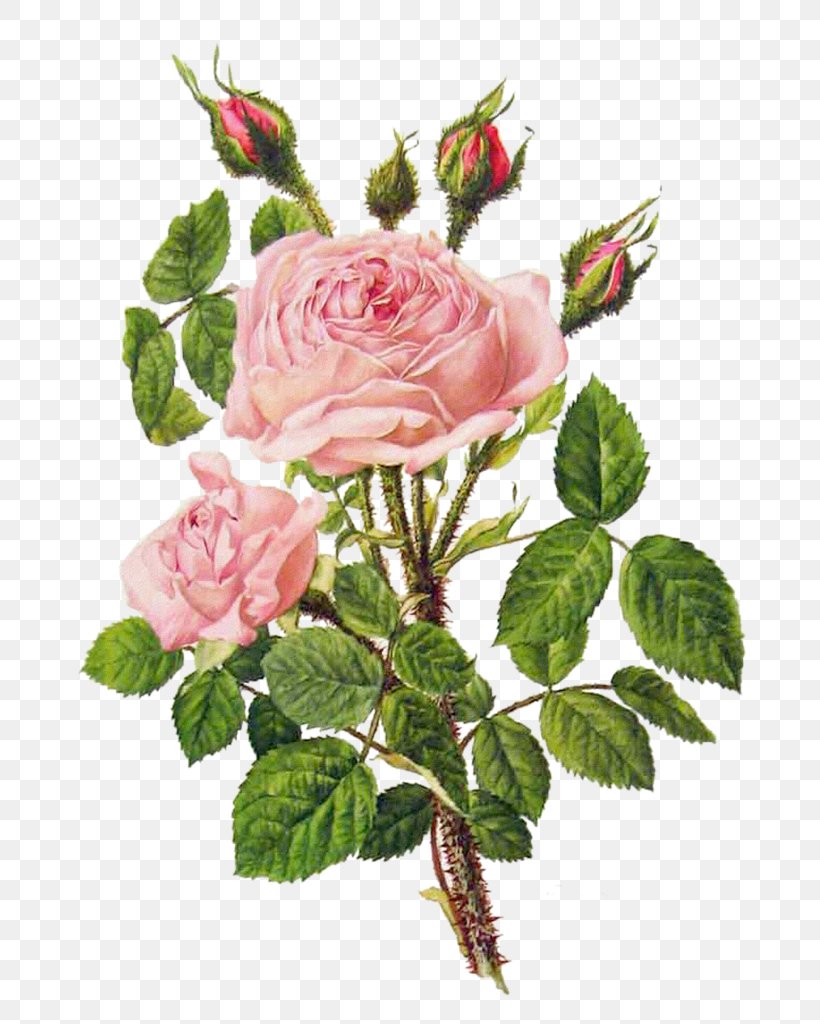 Flower Bouquet Rose Floral Design Illustration, PNG, 731x1024px, Flower, Art, Artificial Flower, Botanical Illustration, Botany Download Free