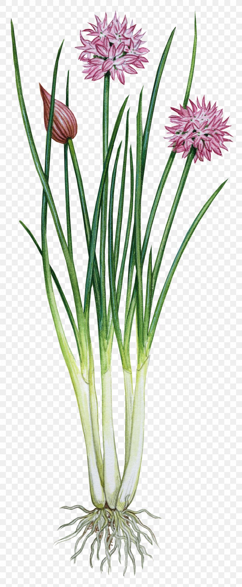 Garlic Chives Onion Herb, PNG, 1362x3307px, Chives, Allioideae, Allium, Botany, Cut Flowers Download Free