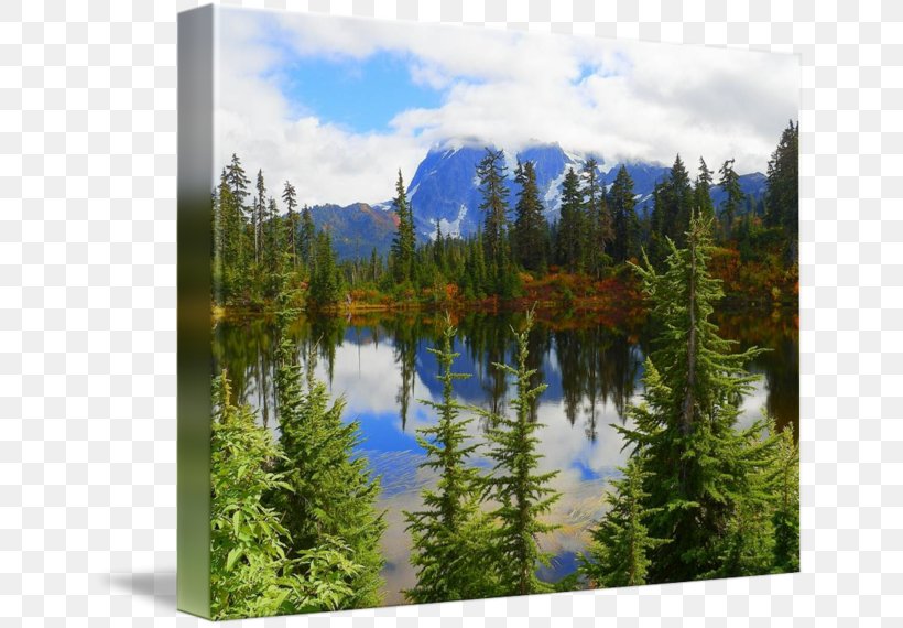 Tropical And Subtropical Coniferous Forests Mount Scenery Pond Nature Reserve National Park, PNG, 650x570px, Mount Scenery, Biome, Conifers, Ecosystem, Evergreen Download Free