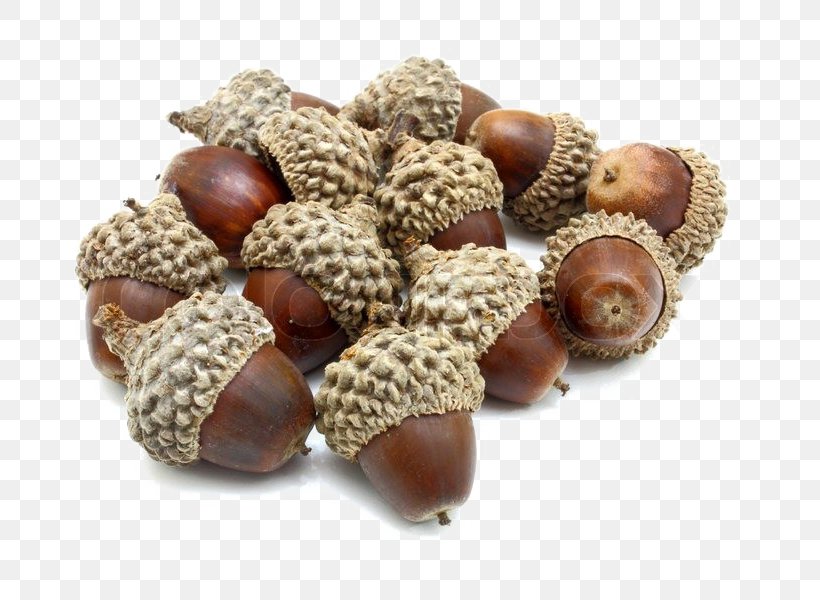 Acorn Dotori-muk White Oak Stock Photography, PNG, 800x600px, Acorn, Depositphotos, Dotorimuk, Ingredient, Jewellery Download Free