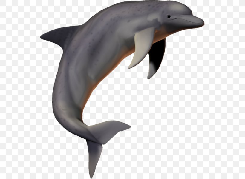Common Bottlenose Dolphin Short-beaked Common Dolphin Wholphin Tucuxi Rough-toothed Dolphin, PNG, 551x600px, Common Bottlenose Dolphin, Bottlenose Dolphin, Dolphin, Fauna, Fin Download Free