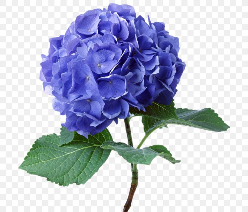 French Hydrangea Flower Seed Color Plant, PNG, 700x700px, French Hydrangea, Blue, Blue Rose, Color, Cornales Download Free