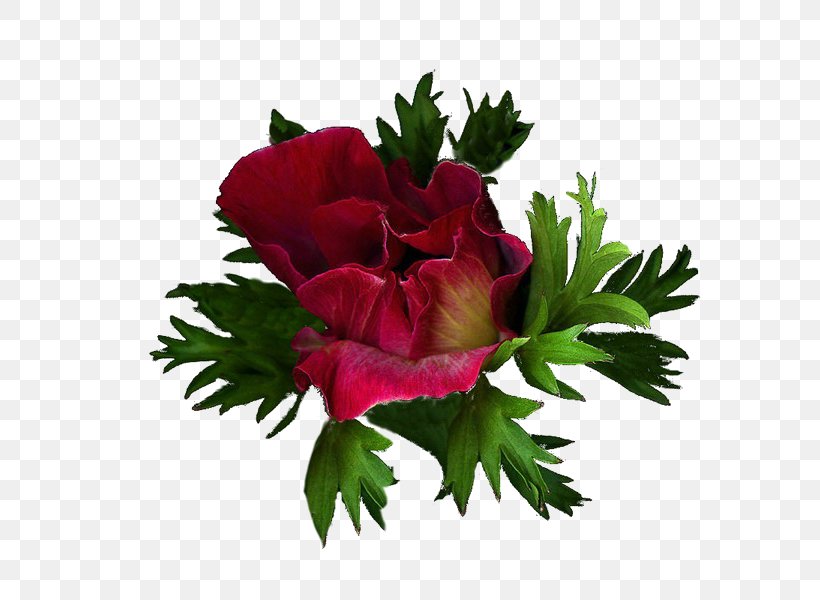 Garden Roses Cut Flowers Floral Design Daytime, PNG, 600x600px, Garden Roses, Anemone, Animation, Artificial Flower, Bouquet Download Free