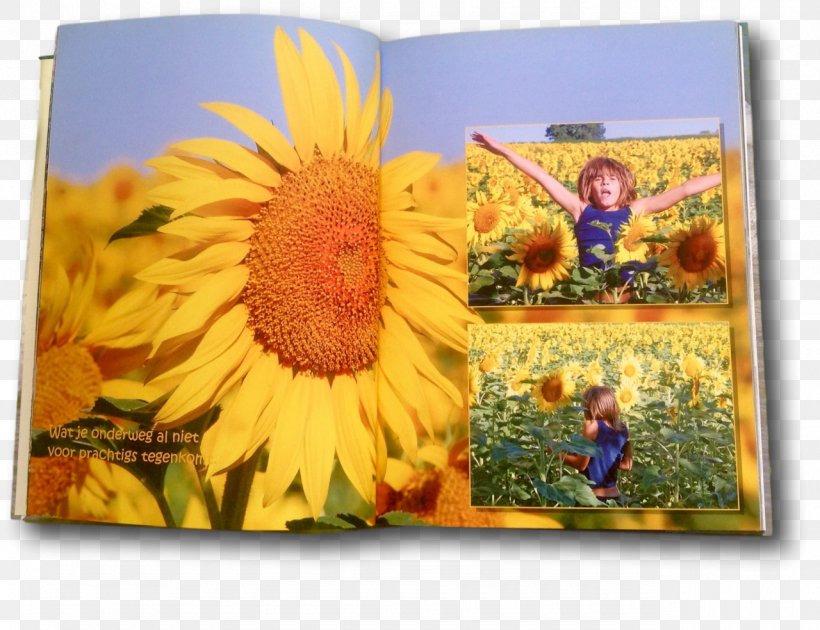 Sunflower Seed Child Photo-book, PNG, 1280x984px, Sunflower Seed, Child, Daisy Family, Flower, Flowering Plant Download Free