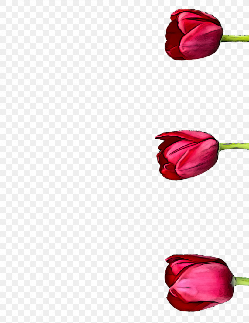 Garden Roses, PNG, 1200x1556px, Garden Roses, Cut Flowers, Flower, Garden, Magenta Telekom Download Free