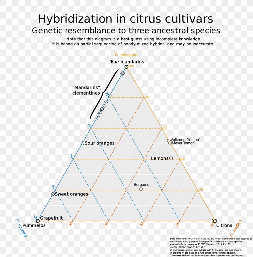 Lemon Citrus Taxonomy Hybrid Citron Rangpur, PNG, 2000x2027px, Lemon, Area, Citron, Citrus, Citrus Junos Download Free