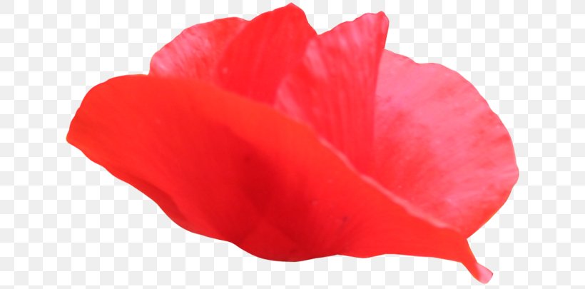 Petal, PNG, 650x405px, Petal, Beach Rose, Coquelicot, Dialogue In Writing, Flower Download Free