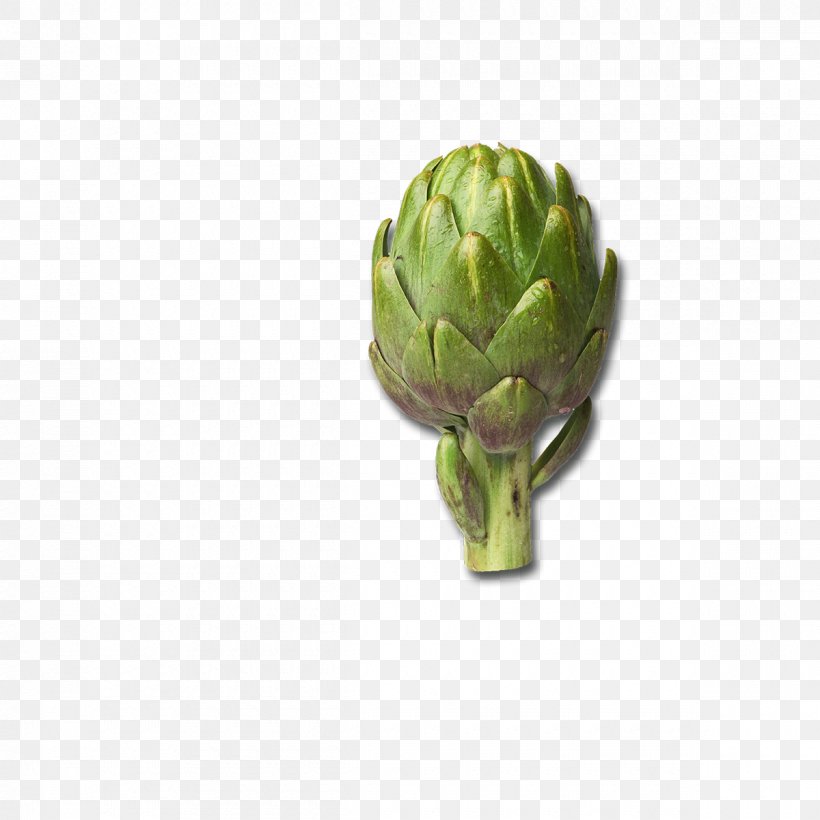 Artichoke Perennial Vegetable Scolymus Hispanicus Cynara, PNG, 1200x1200px, Artichoke, Business, Customer, Cynara, Flowerpot Download Free