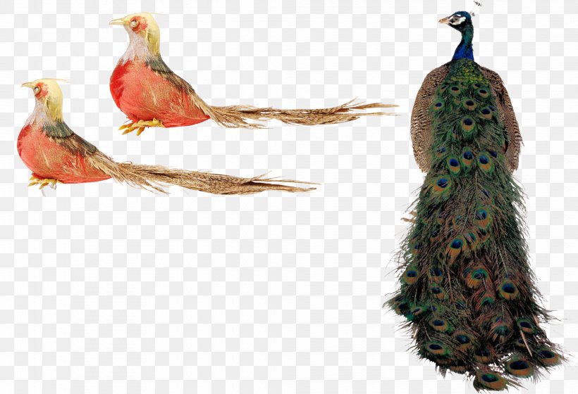 Bird Peafowl, PNG, 2067x1414px, Bird, Animal, Asiatic Peafowl, Beak, Fauna Download Free