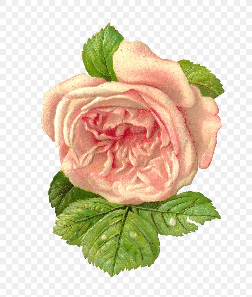 Flower Paper Garden Roses Scrapbooking Clip Art, PNG, 1357x1600px, Flower, Antique, Centifolia Roses, Color, Cut Flowers Download Free