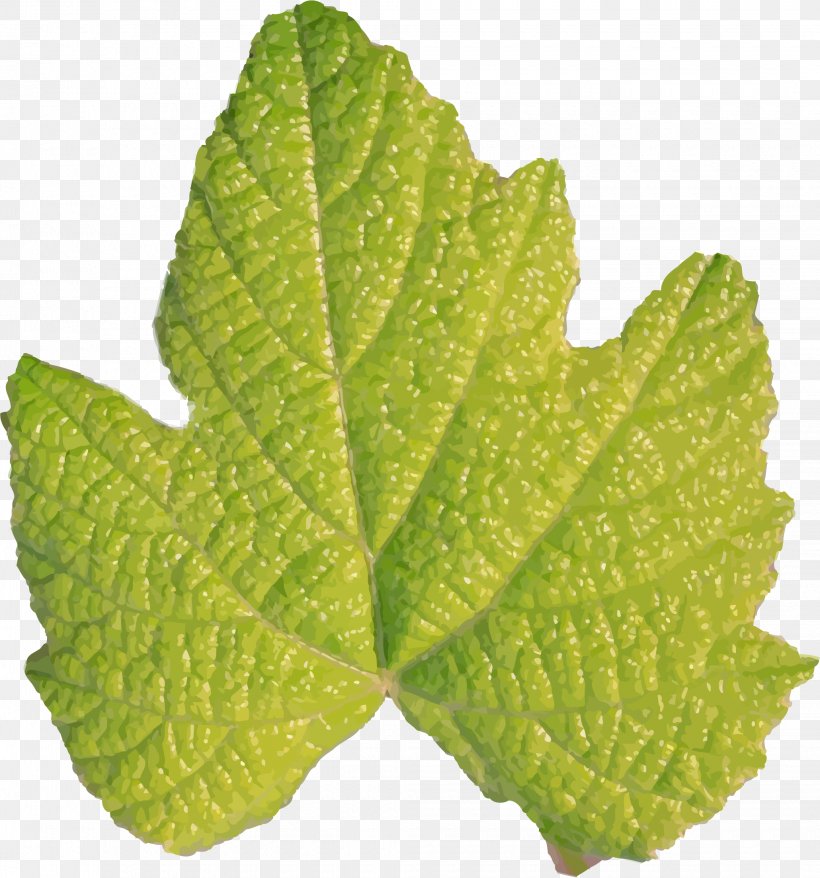 Leaf Plant Stem Green, PNG, 2060x2206px, Leaf, Fig Leaf, Food, Grape Leaves, Green Download Free