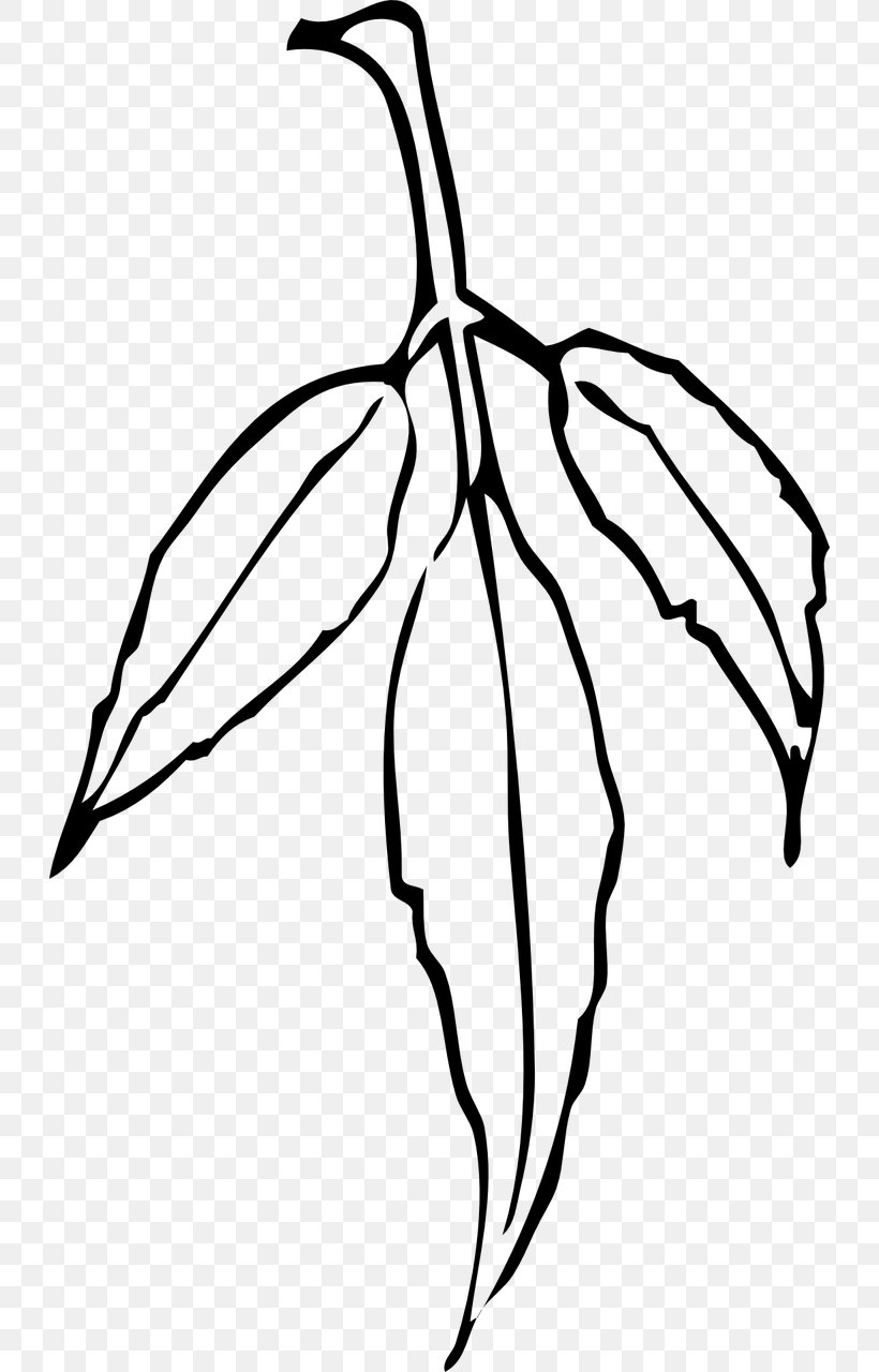 Clip Art Leaf Eucalyptus Camaldulensis Vector Graphics, PNG, 728x1280px, Leaf, Blackandwhite, Borders And Frames, Botany, Branch Download Free