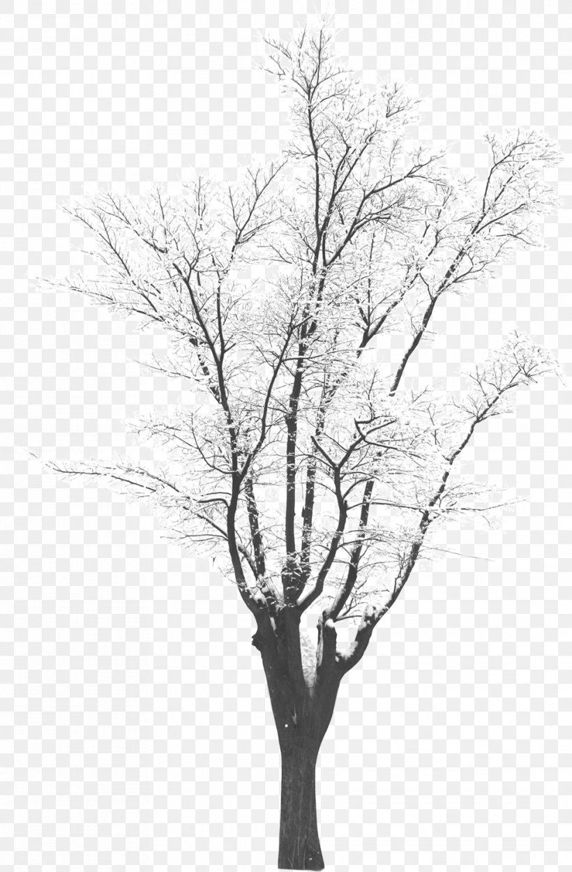 Tree Winter Monochrome Photography, PNG, 987x1505px, Tree, Black And White, Branch, Monochrome, Monochrome Photography Download Free