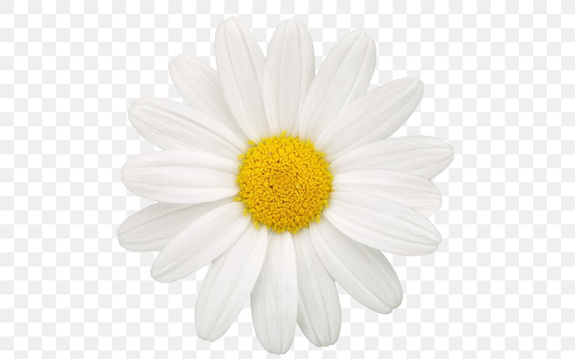 Common Daisy Oxeye Daisy Daisy Family Drawing Photography, PNG, 512x512px, Common Daisy, Chamaemelum Nobile, Chamomile, Chrysanths, Daisy Download Free
