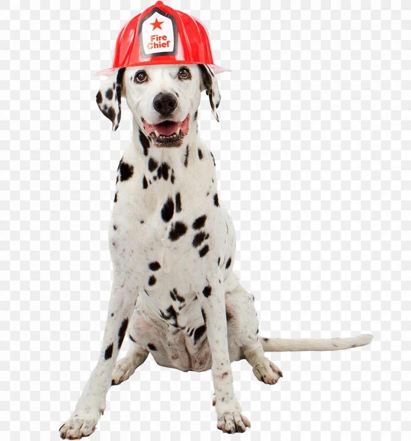 Dalmatian Dog Cat Pet Sitting Firefighter, PNG, 931x1000px, Dalmatian Dog, Carnivoran, Cat, Companion Dog, Dalmatian Download Free