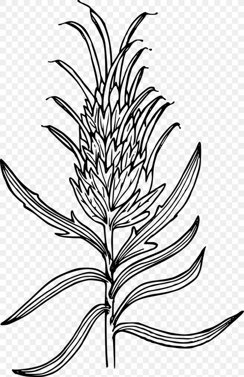 Wyoming Indian Paintbrush Drawing Clip Art, PNG, 828x1280px, Watercolor, Cartoon, Flower, Frame, Heart Download Free