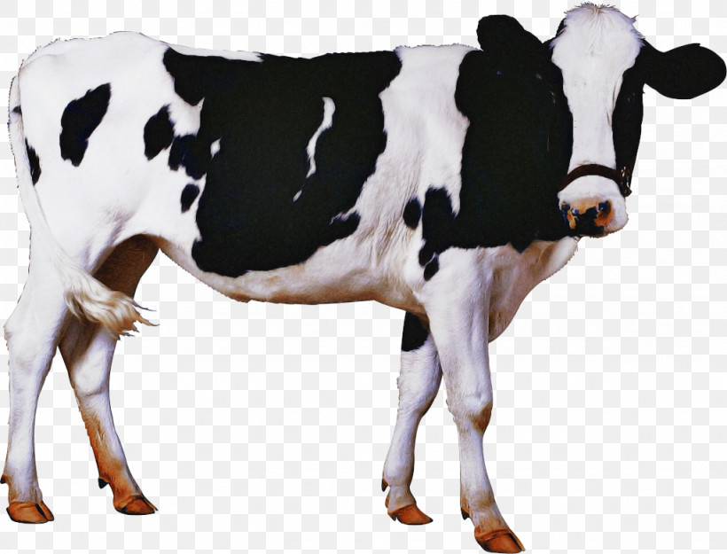 Calf Milk Holstein Friesian Cattle Livestock House Cow, PNG, 1024x781px, Calf, Agriculture, Artificial Insemination, Dairy, Dairy Cattle Download Free