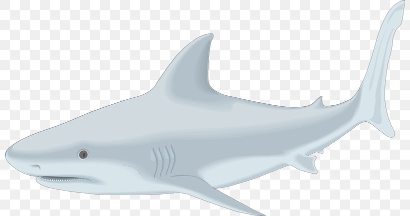 Tiger Shark Great White Shark Clip Art Drawing Bull Shark, PNG, 800x433px, Tiger Shark, Blue Shark, Bull Shark, Cartilaginous Fish, Drawing Download Free