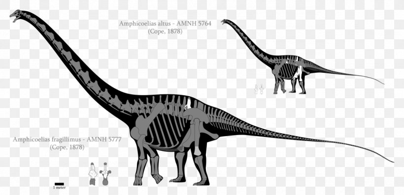 Amphicoelias Dinosaur Size Argentinosaurus Brachiosaurus Sauropoda, PNG, 1283x622px, Amphicoelias, Amphicoelias Fragillimus, Animal Figure, Argentinosaurus, Black And White Download Free