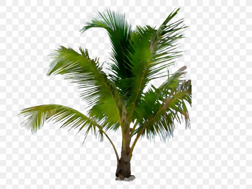 Asian Palmyra Palm Palm Trees Babassu Coconut Date Palm, PNG, 999x749px, Asian Palmyra Palm, Arecales, Attalea, Attalea Speciosa, Babassu Download Free
